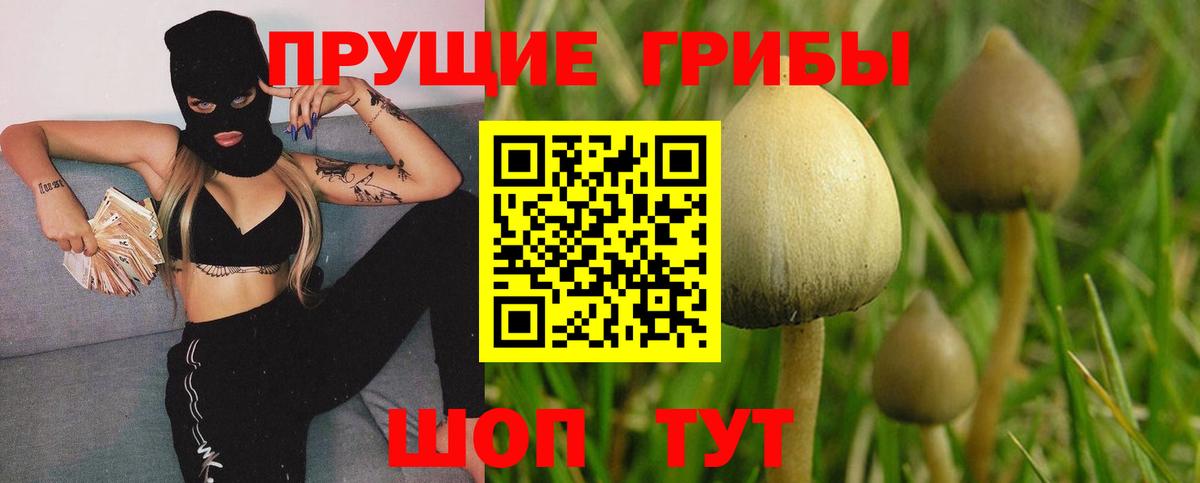 Кимовск  наркошоп  Вход с VPN  Галлюциногенные грибы GOLDEN TEACHER 